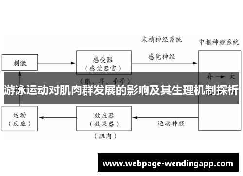 游泳运动对肌肉群发展的影响及其生理机制探析